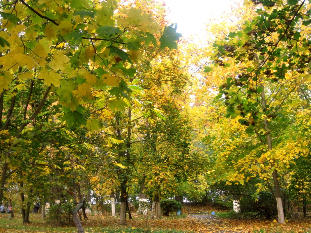 Золотая осень в парке - Елена Семигина