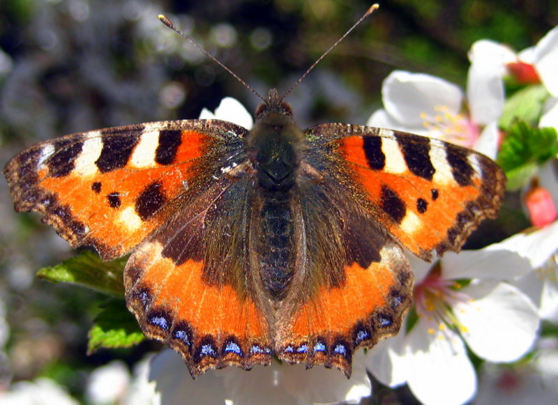 Бабочка Крапивница - оля san-alondra