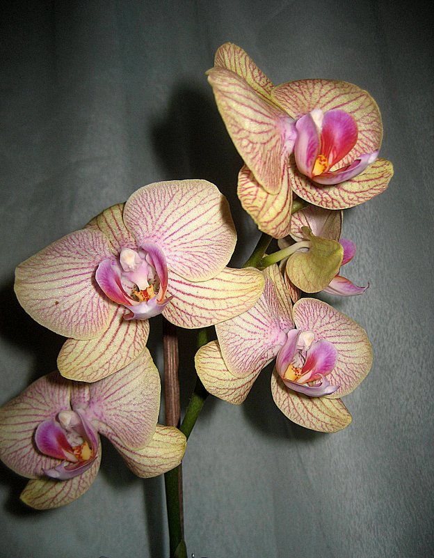 Орхидея - laana laadas