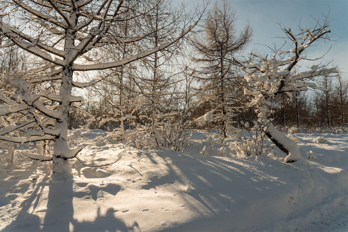 первый снег - Андрей ЕВСЕЕВ