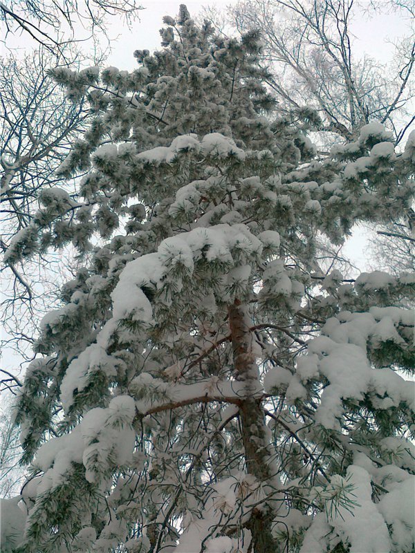 Зима - Евгений Агудов