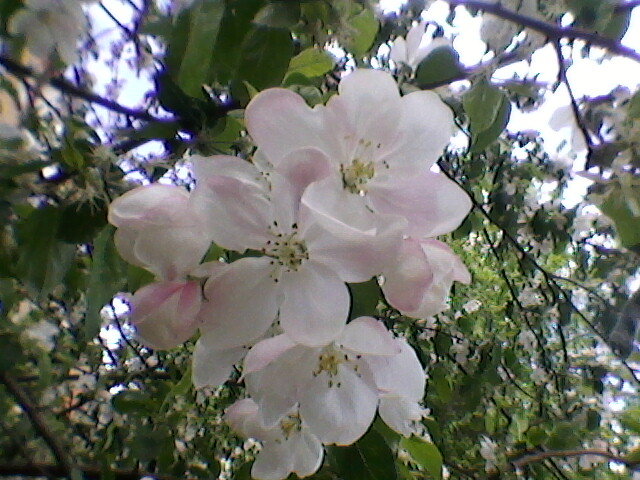 Яблони в цвету - Миша Любчик