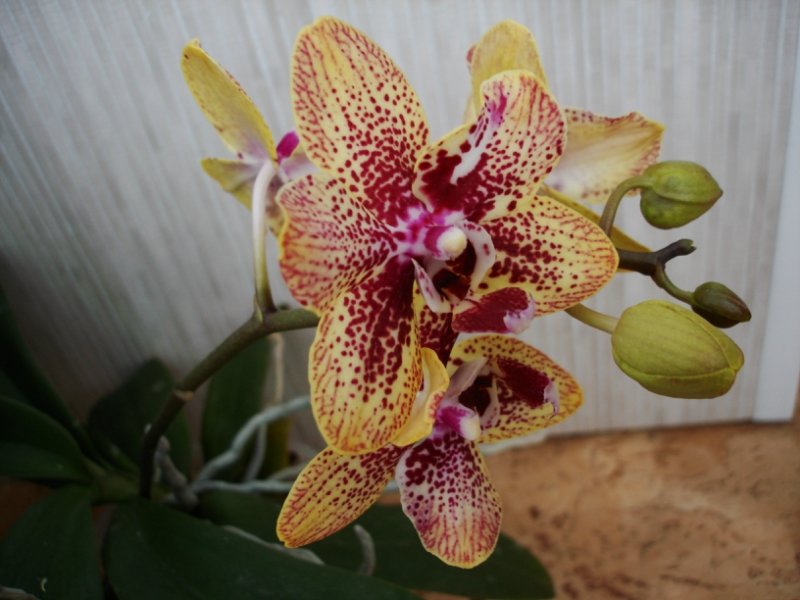 Орхидея - Татьяна 