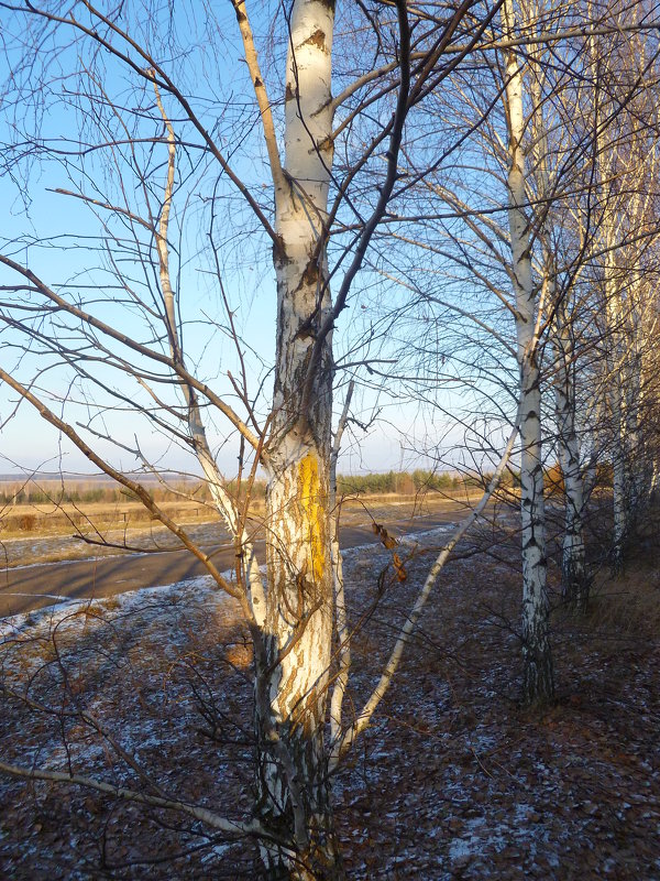 У дороги... - НАДЕЖДА КЛАДЧИХИНА