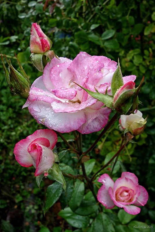Роза - mila 
