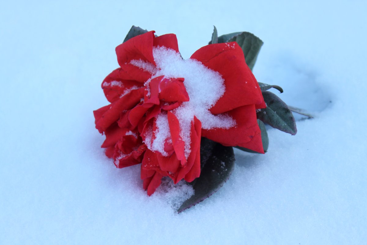 Увядает роза на снегу.... - Людмила 