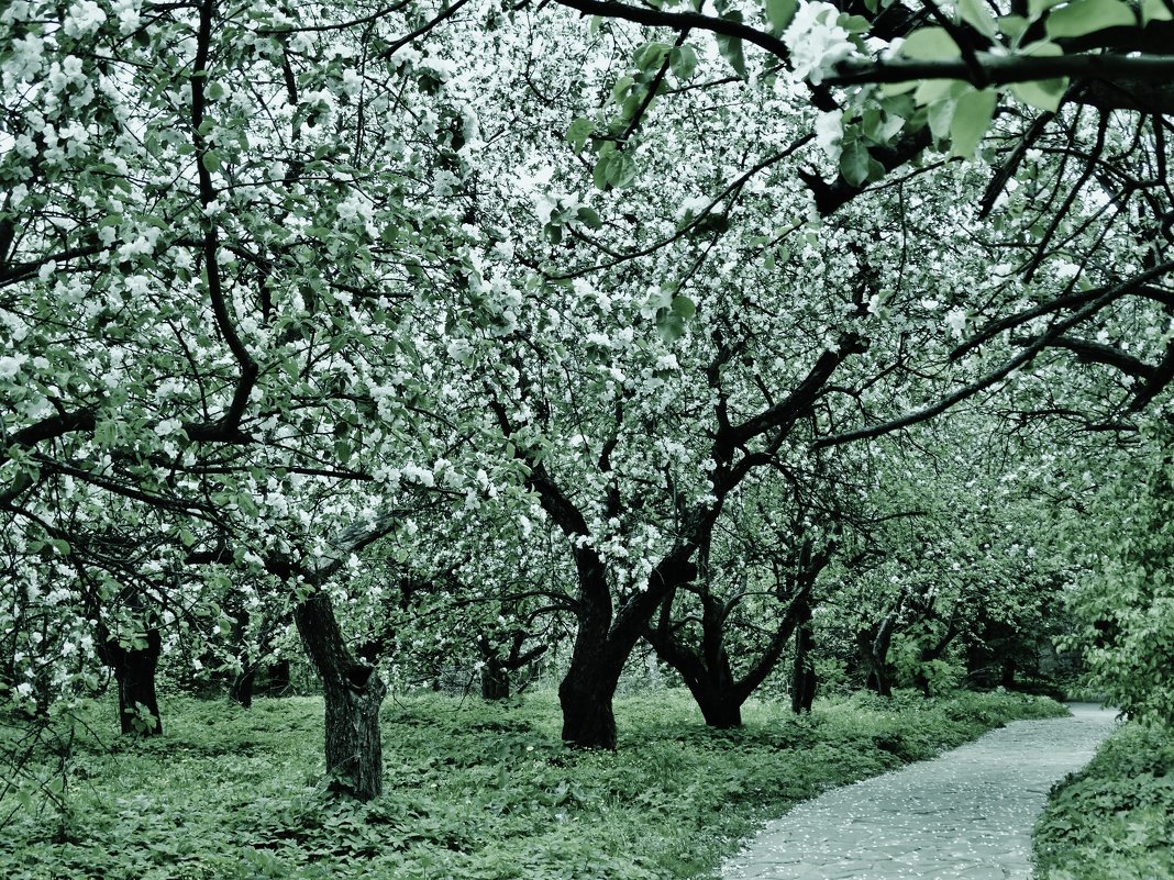 В яблоневом саду - Светлана Лысенко