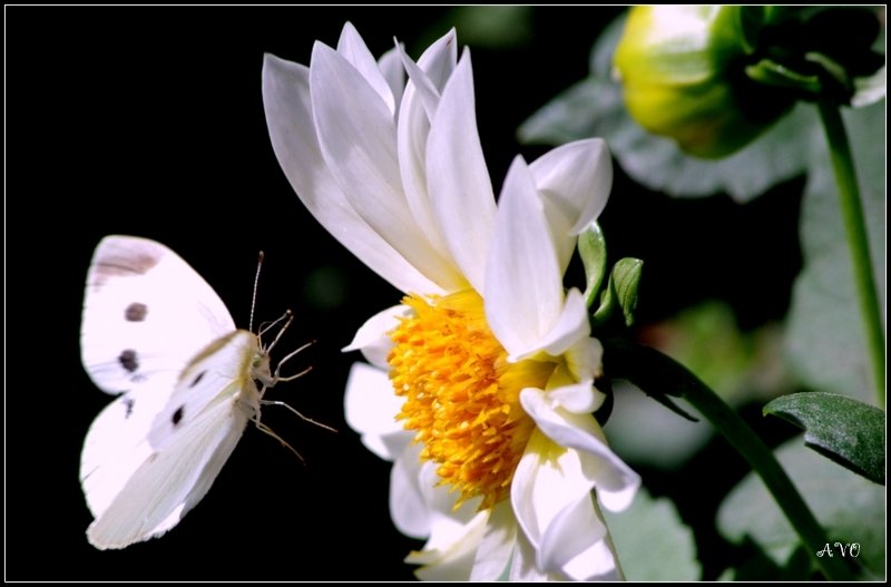 *** - AVETIS GHAZANCHYAN