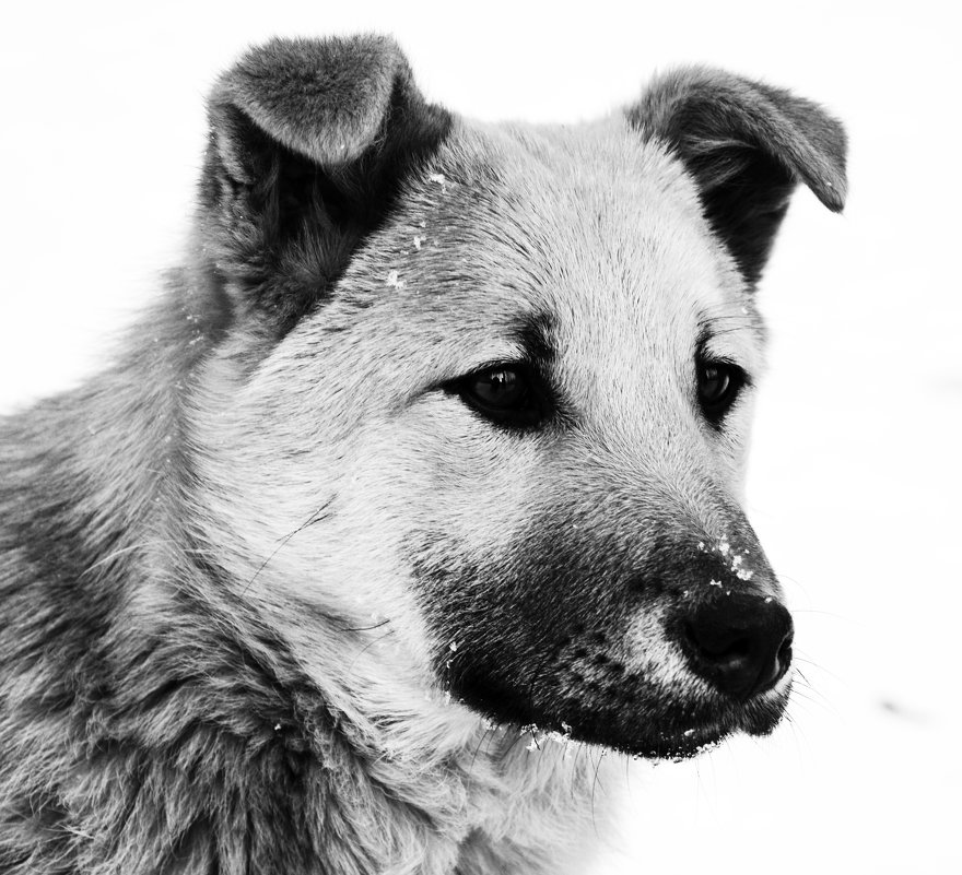 Портрет собаки - Вероника Подрезова