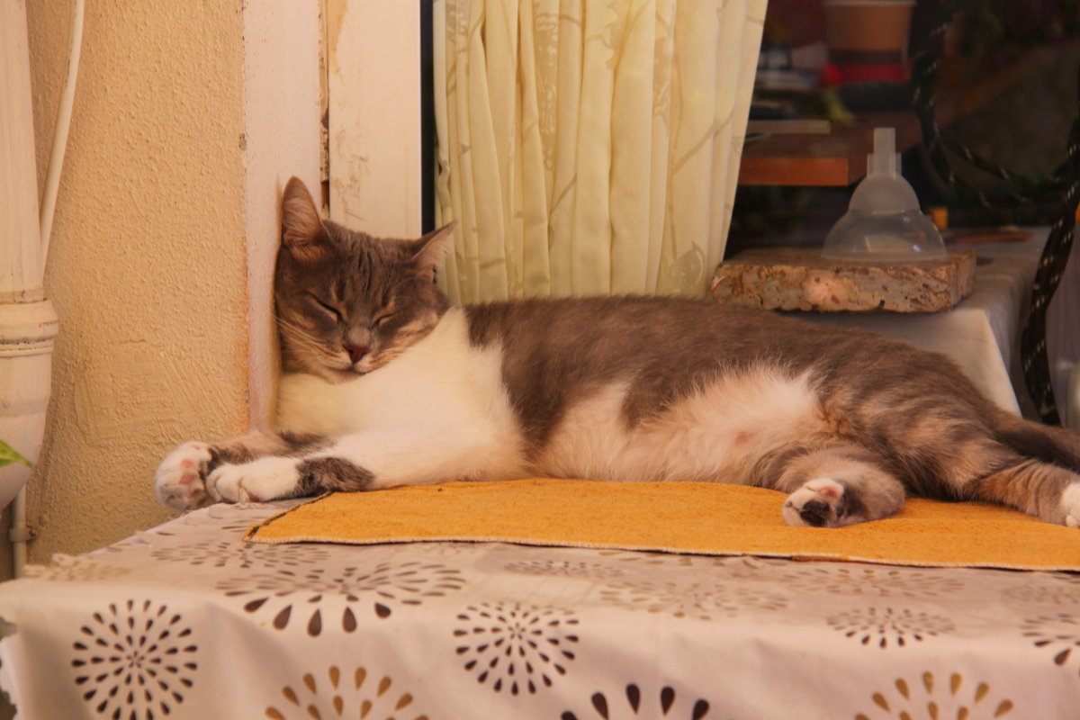 Ленивый турецкий кот. - Диана Муратшина