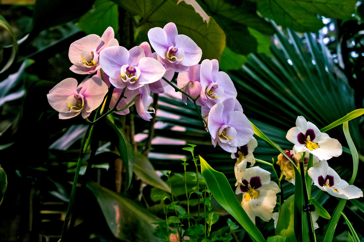Орхидеи - Ольга Маркова