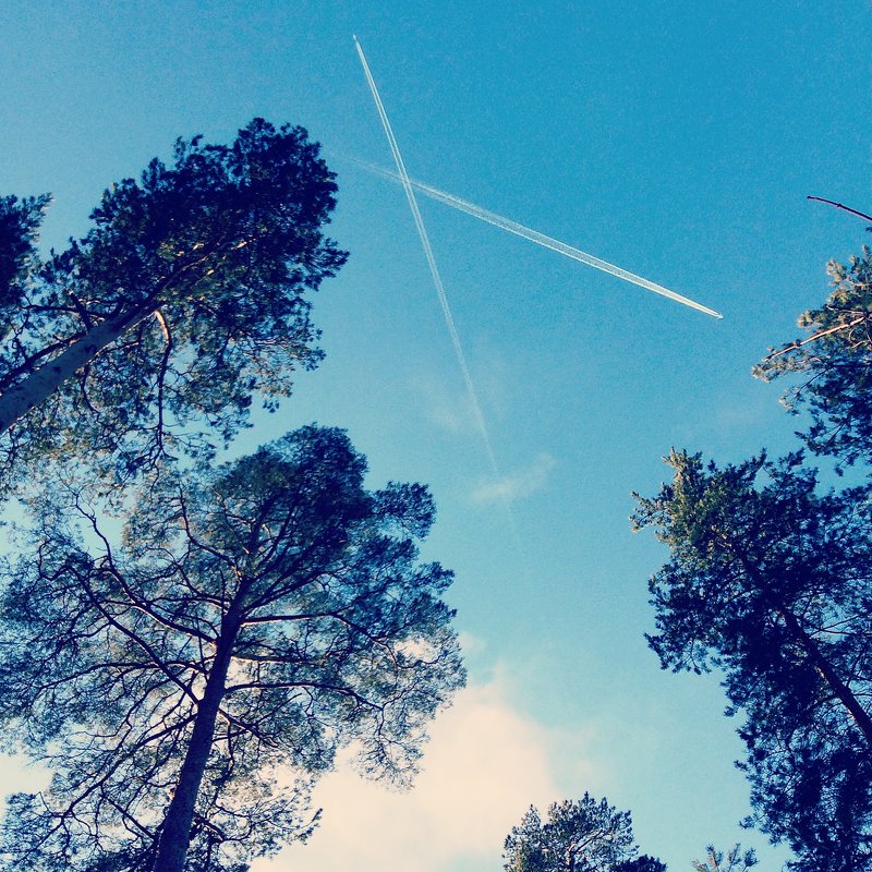 #planes #trees #pines - Джастина Голополосова