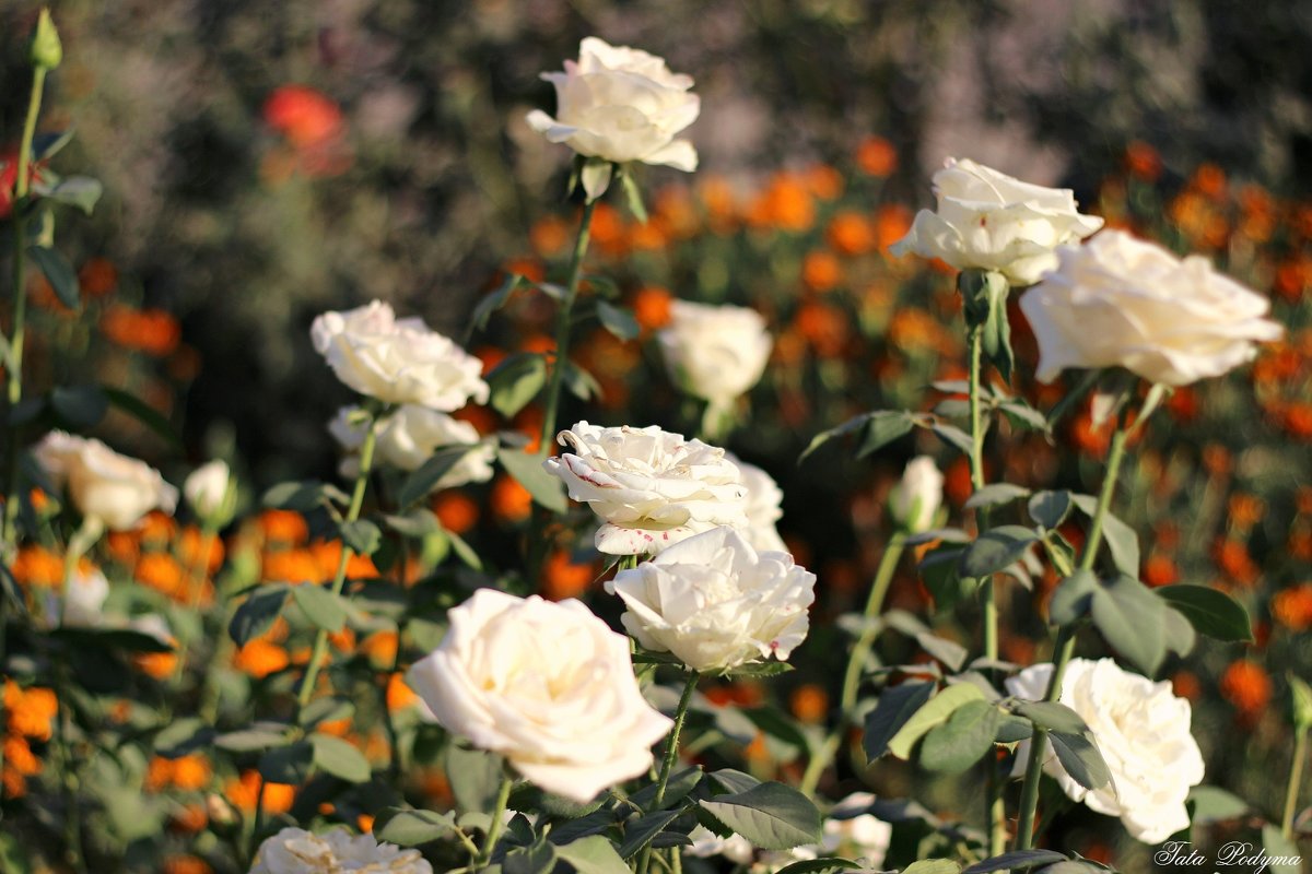 Белые розы - TATYANA PODYMA