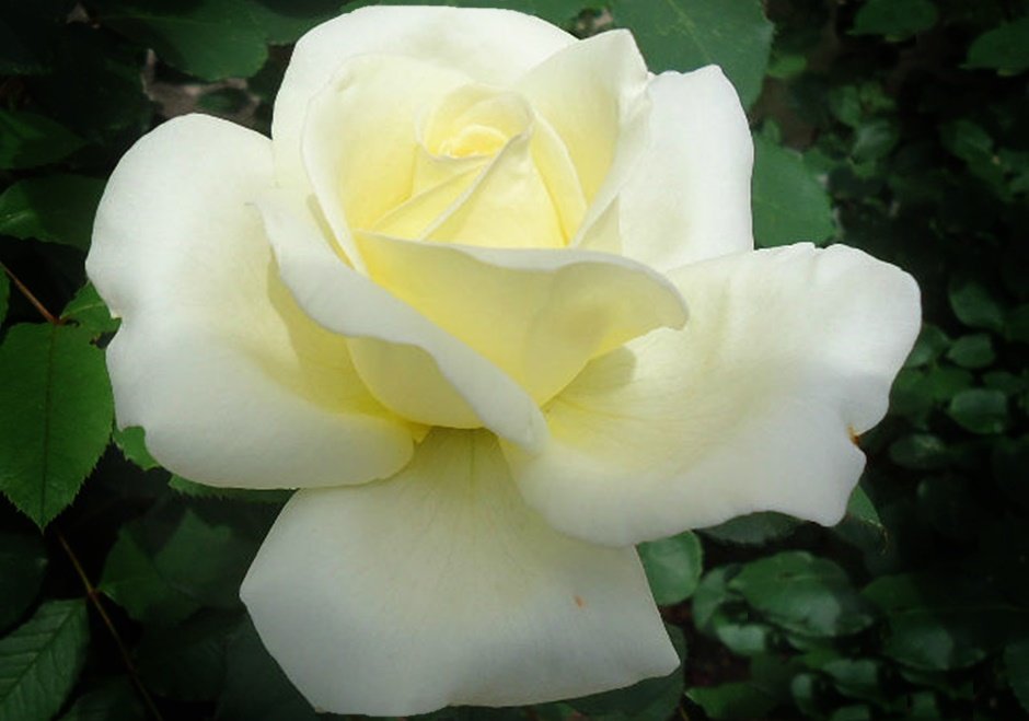 Белая роза во все времена, Символ невинности и Божества - Galina Dzubina