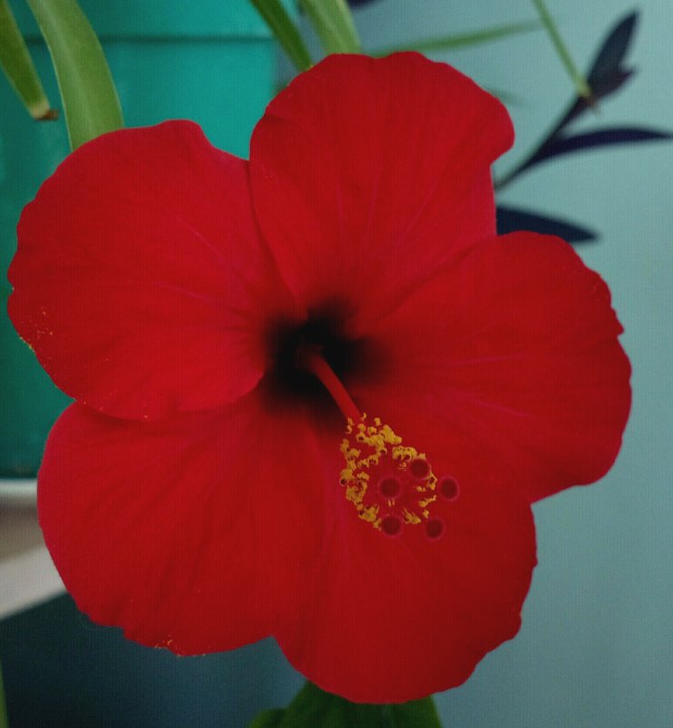 Красный цветок - Николай Филоненко 