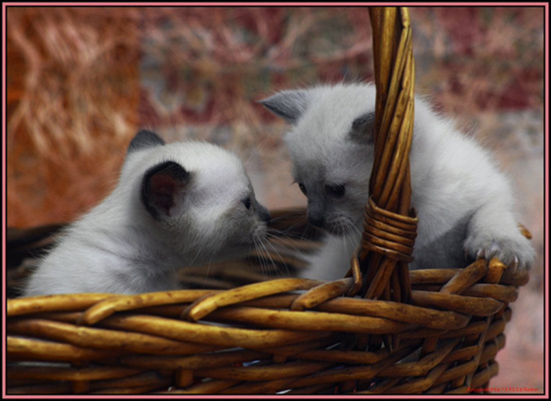 Лёвик и сеструха-из серии Кошки очарование мое! - Shmual & Vika Retro