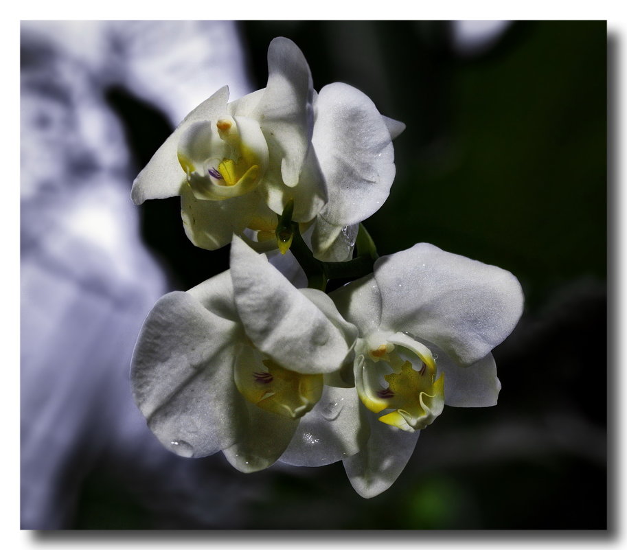 Орхидеи - GaL-Lina .