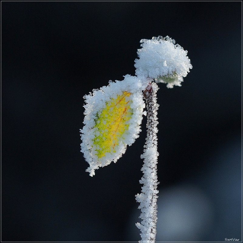 Хрупкая зима - wea *
