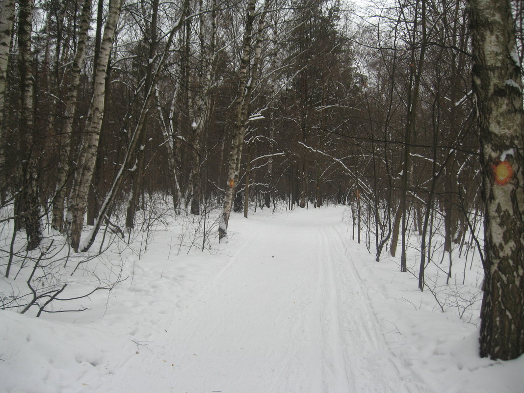 В лесу - Джулия К.