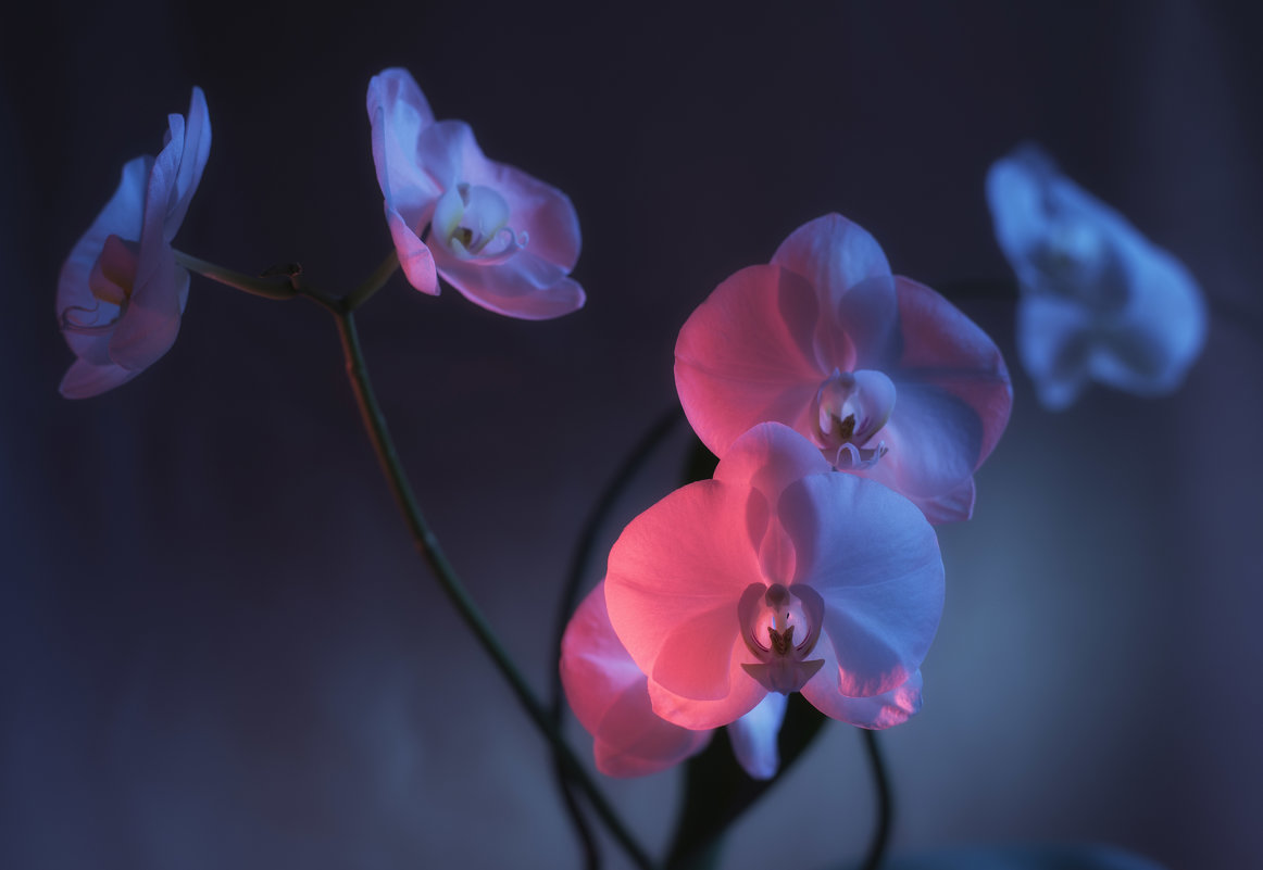 Орхидеи - Михаил Онипенко