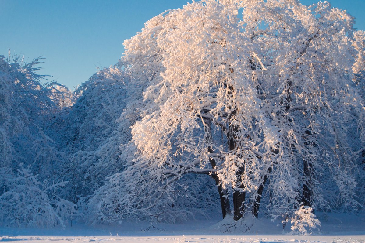 Зима в лесу - Алёна Колесова
