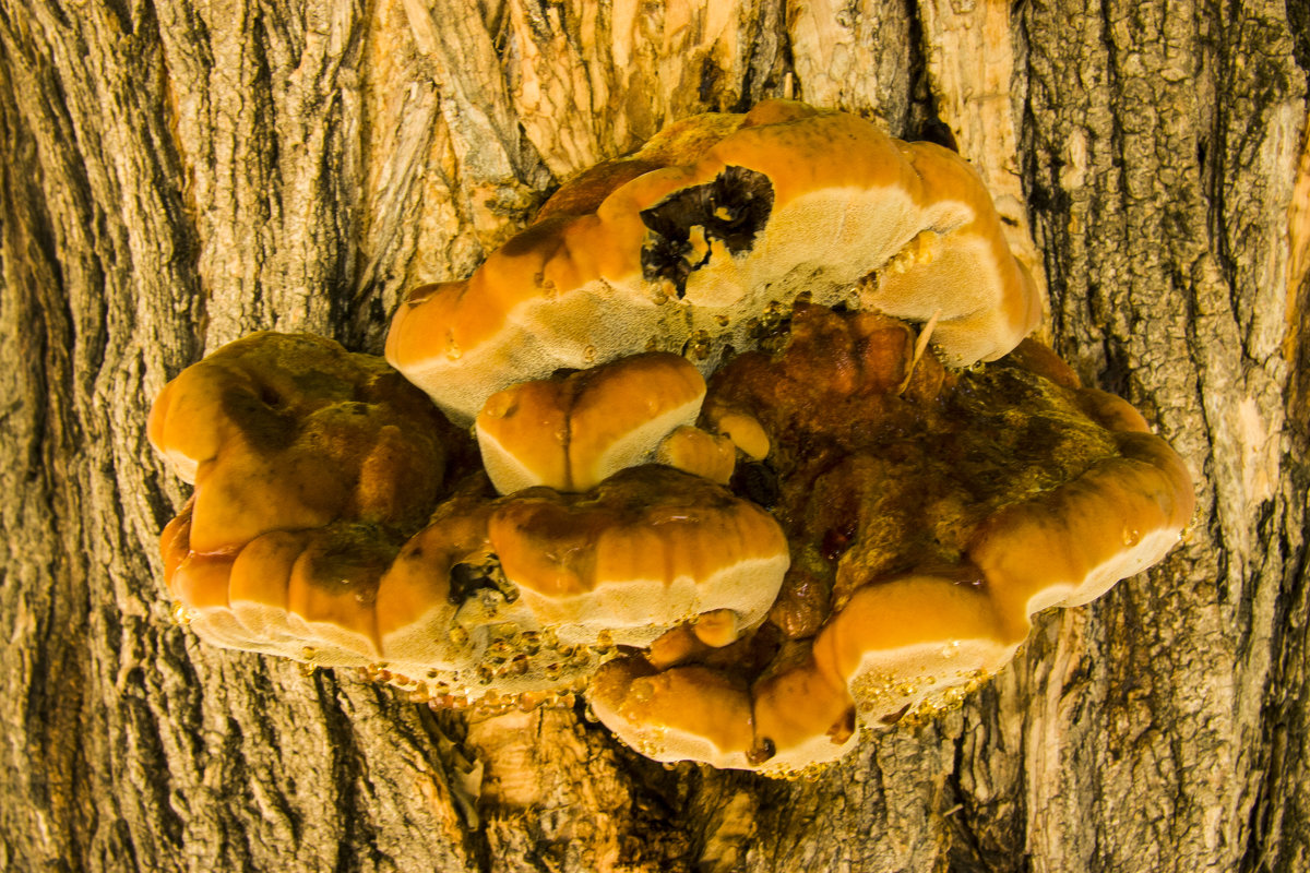 Деревянные грибы - Gennadiy Karasev