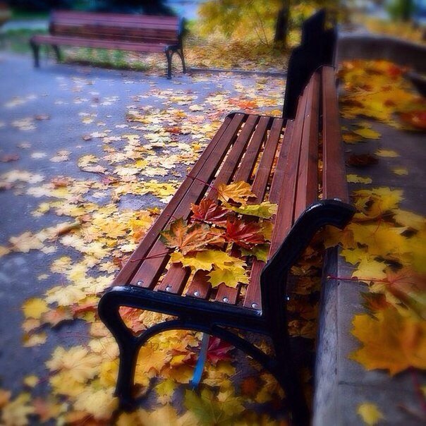 Осенняя жизнь листьев. - Мария Корнилова