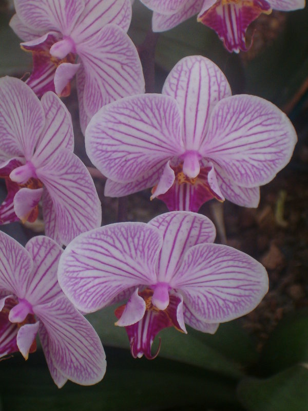 орхидеи - Герович Лилия 