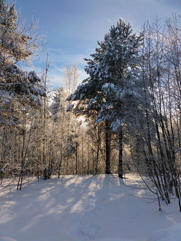Зимний лес - Светлана 