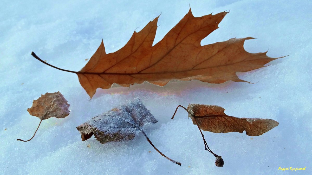 Зимняя листва - Андрей Куприянов