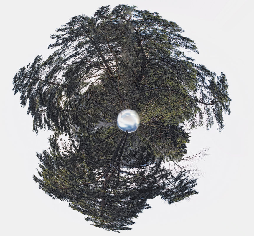 Зима на планете гигантских сосен - Елена Баландина