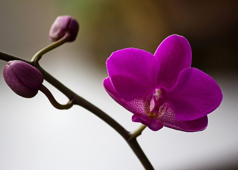 Орхидея доритинопсис Королева Красного Неба - Ирина Приходько