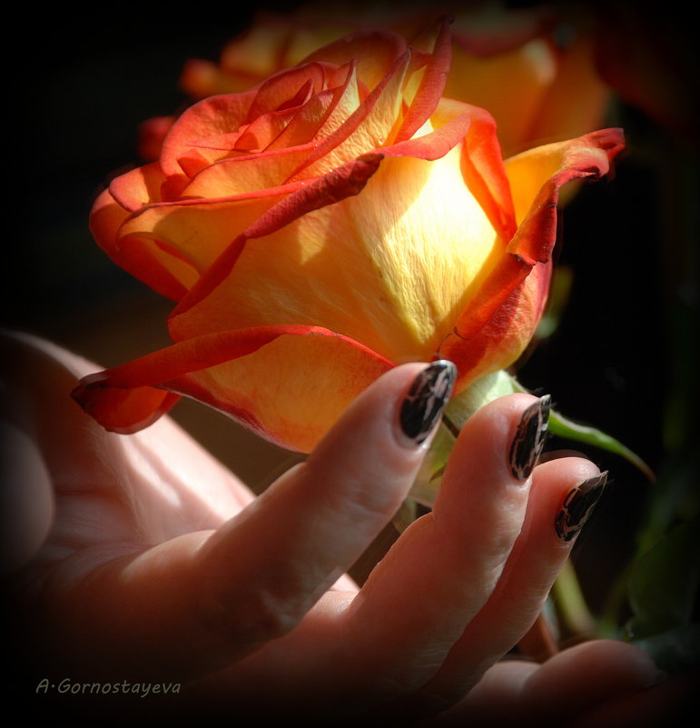 И сердце так приятно замирает от розы трепетной, подаренной тобой… - Anna Gornostayeva
