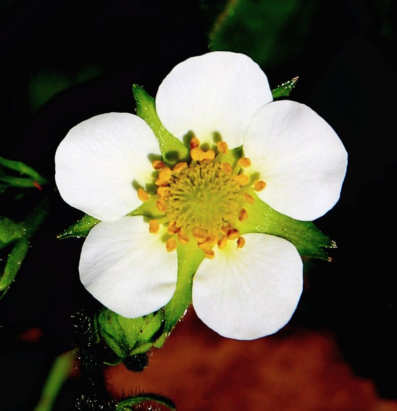 Цветок земляники садовой - Damir Si