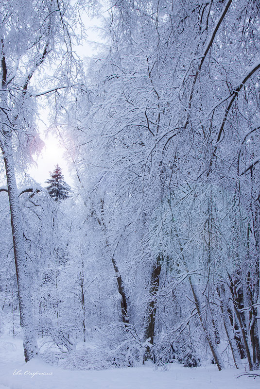 Зимние кружева леса - Ева Олерских
