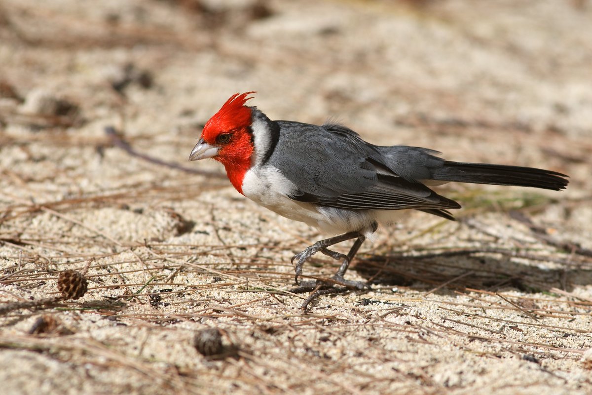 red-crested cardinal - Sofia Rakitskaia