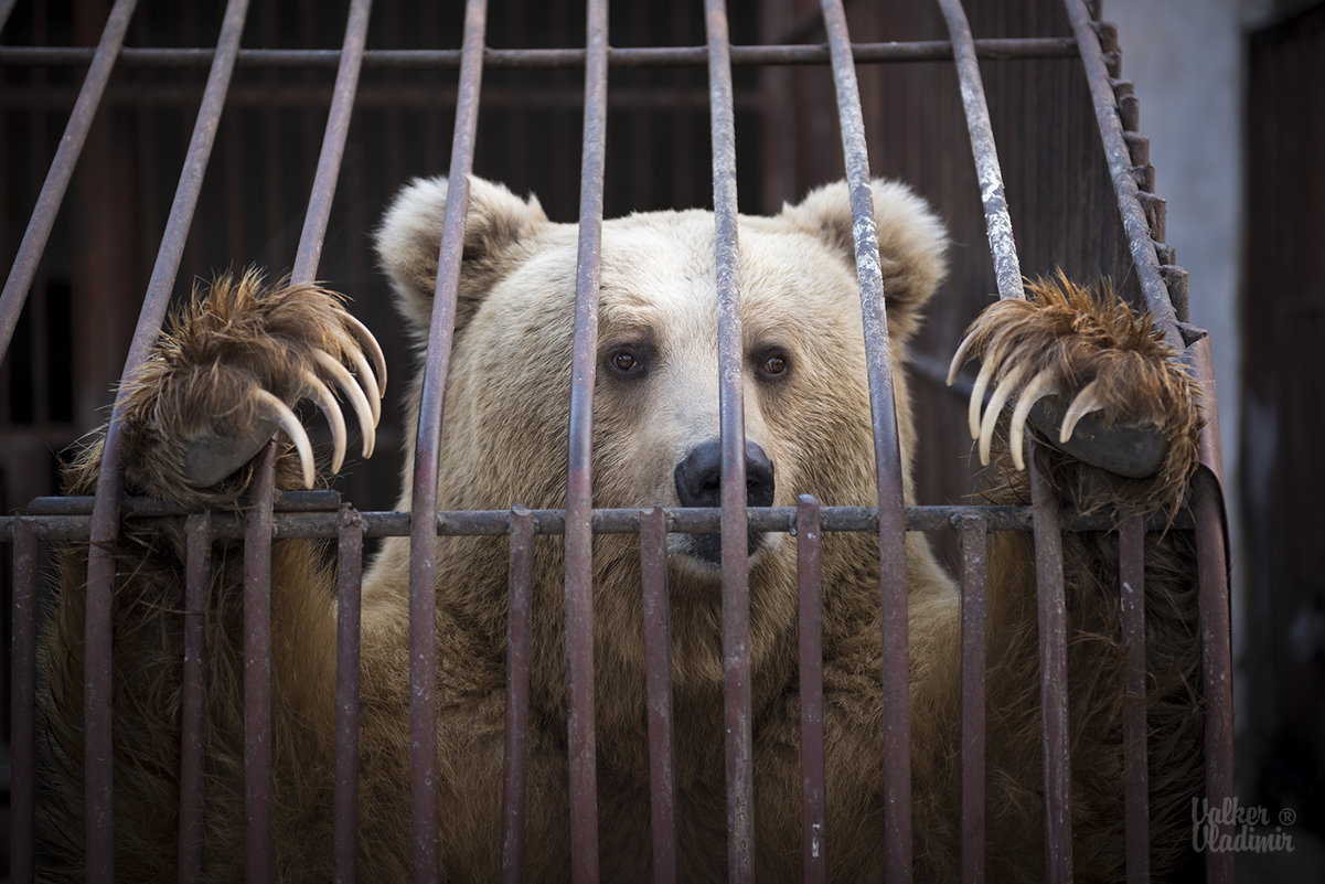 тяньшанский белокоготный медведь - Vladimir Valker