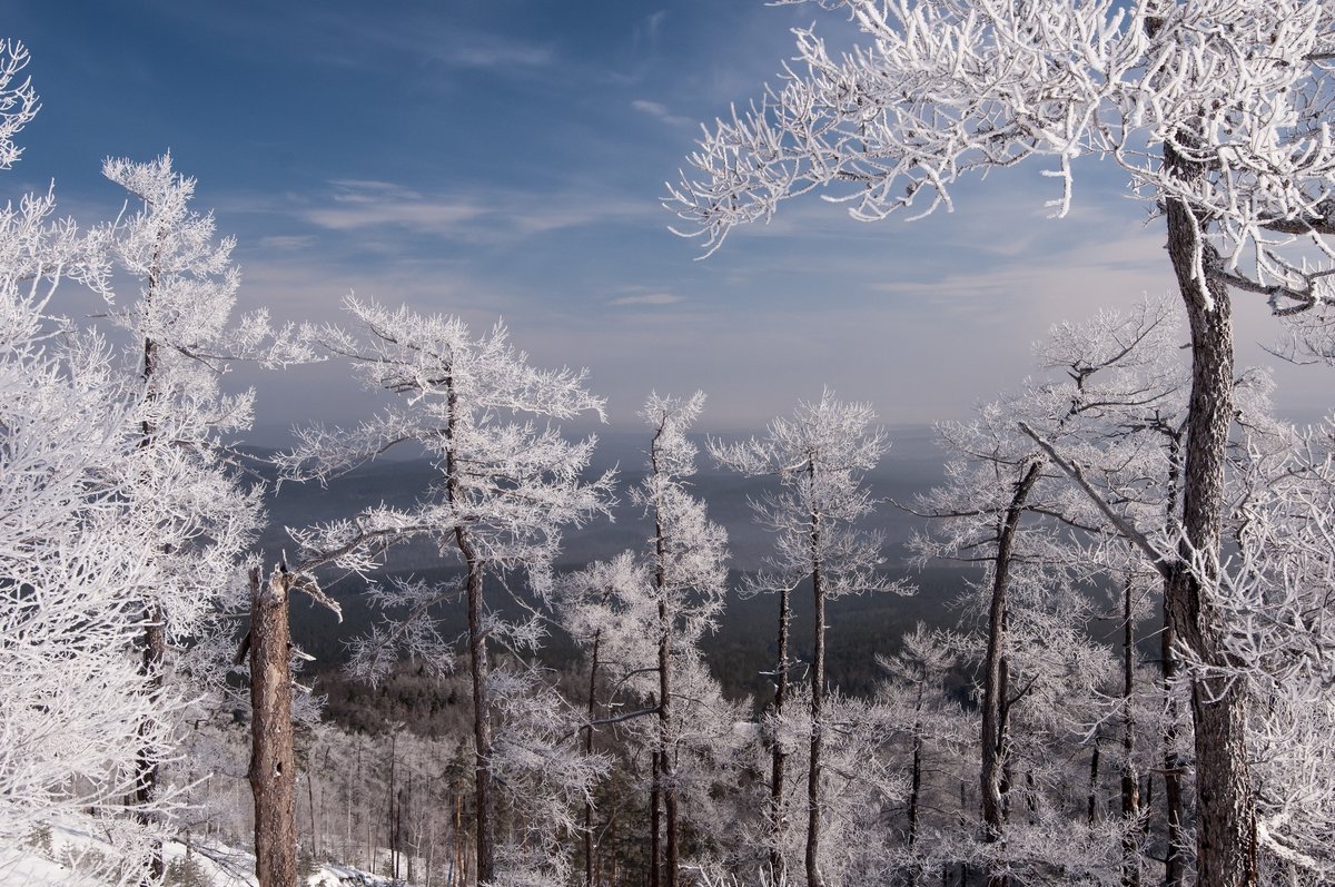 frozen forest - Dmitry Ozersky