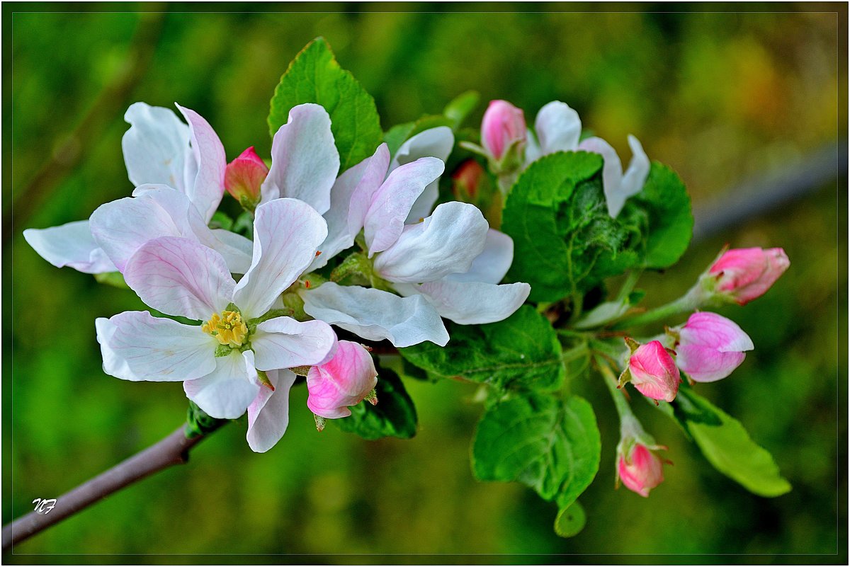 Яблони цвет - Надежда 
