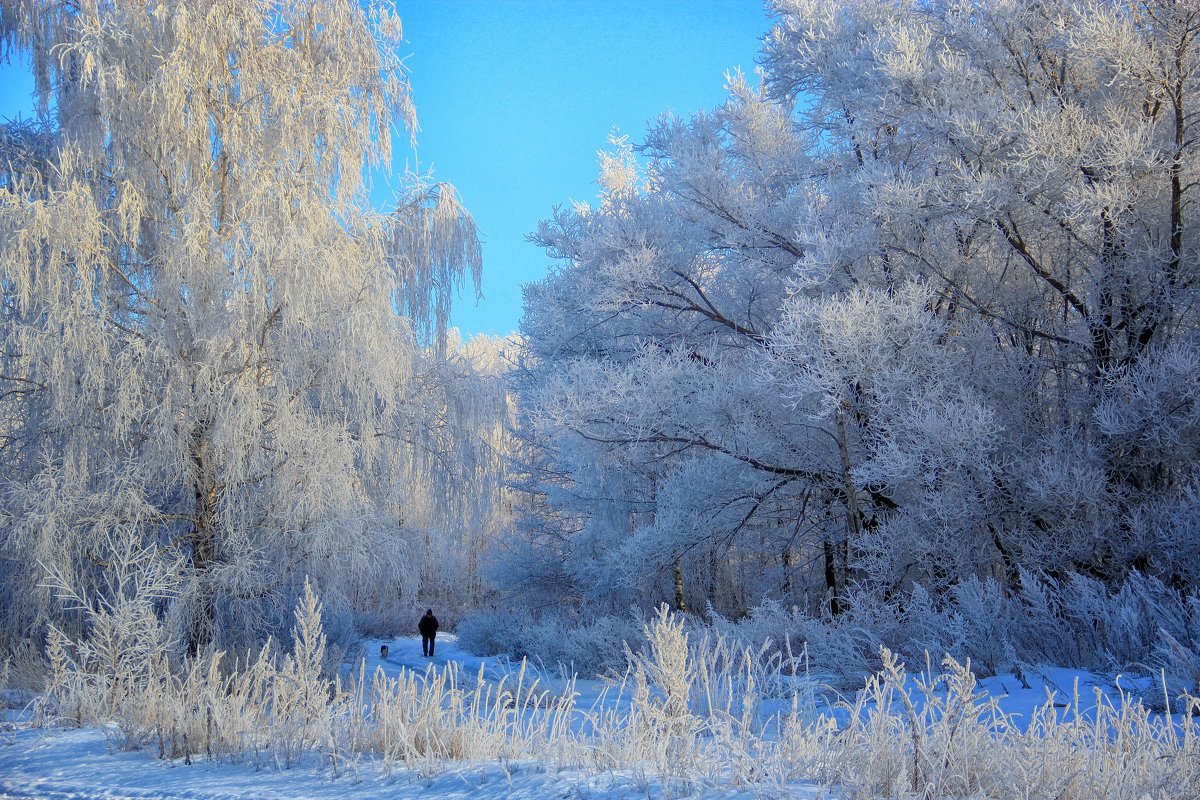 Прогулка в зимнем лесу - Татьяна Нижаде