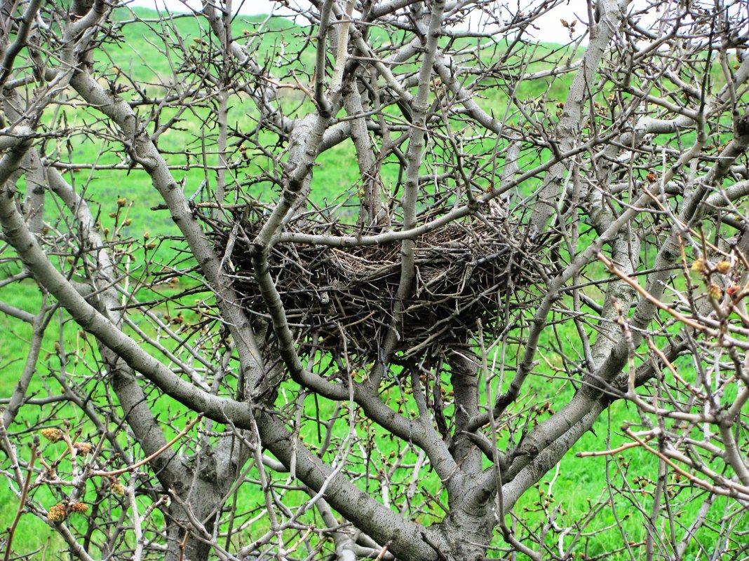 Птичье гнездо в Херсонесе - Александр Костьянов