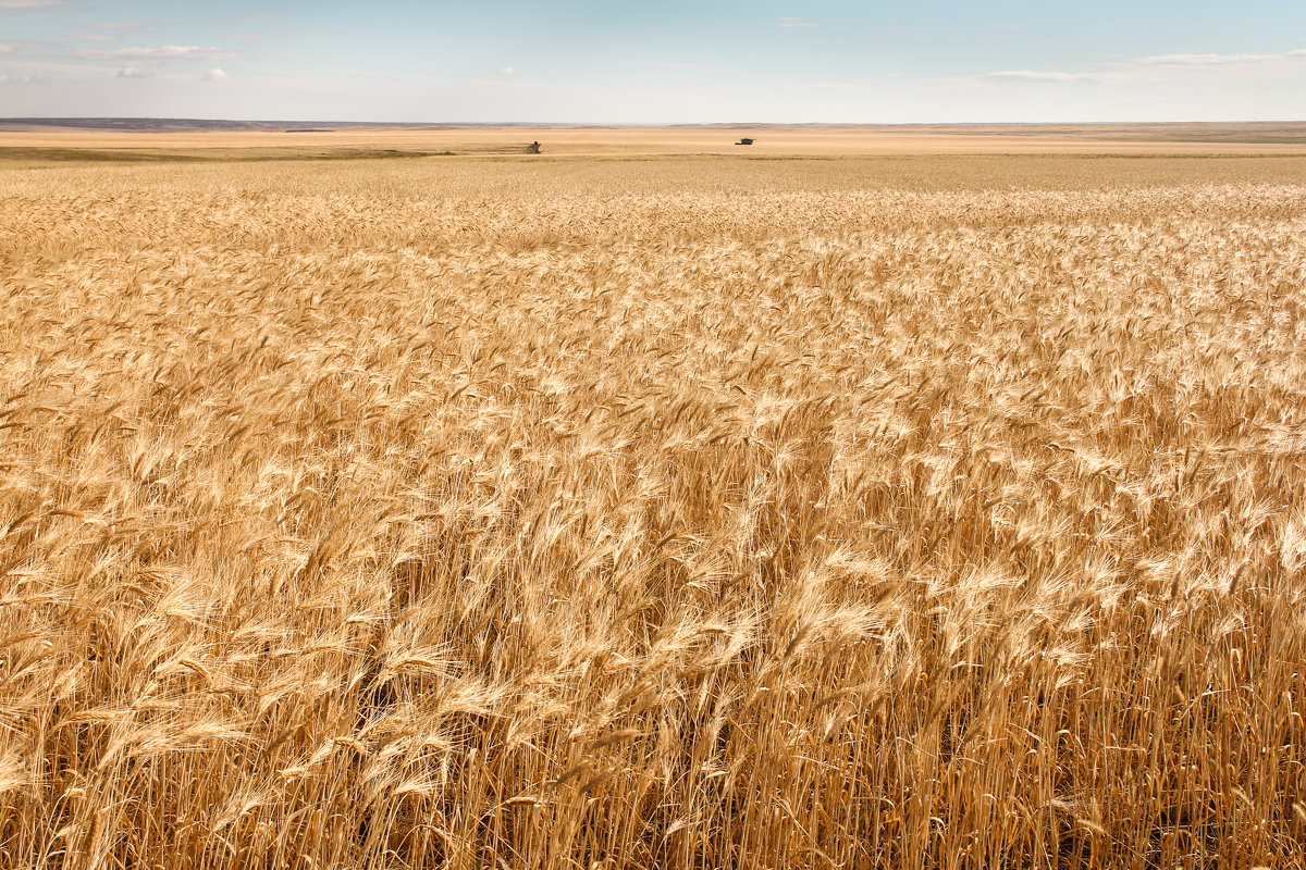 Поля пшеницы Инжавинская Нива