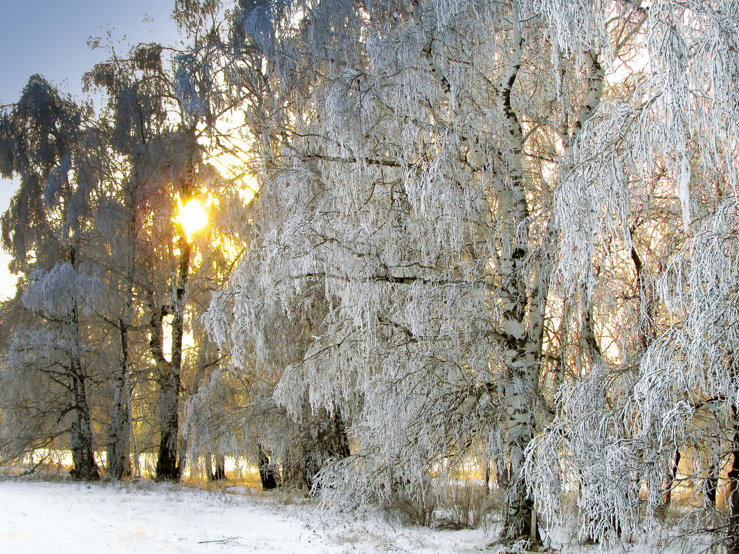 Белые Березки на закате зимой