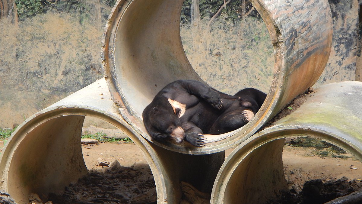В зоопарке Кота Кинабалу. Это бируанг – малайский медведь - Елена Павлова (Смолова)
