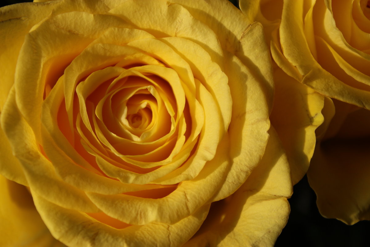 Жёлтые розы - Mariya laimite