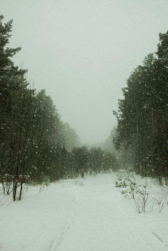 Прогулка по лесу - Юрий Залипаев
