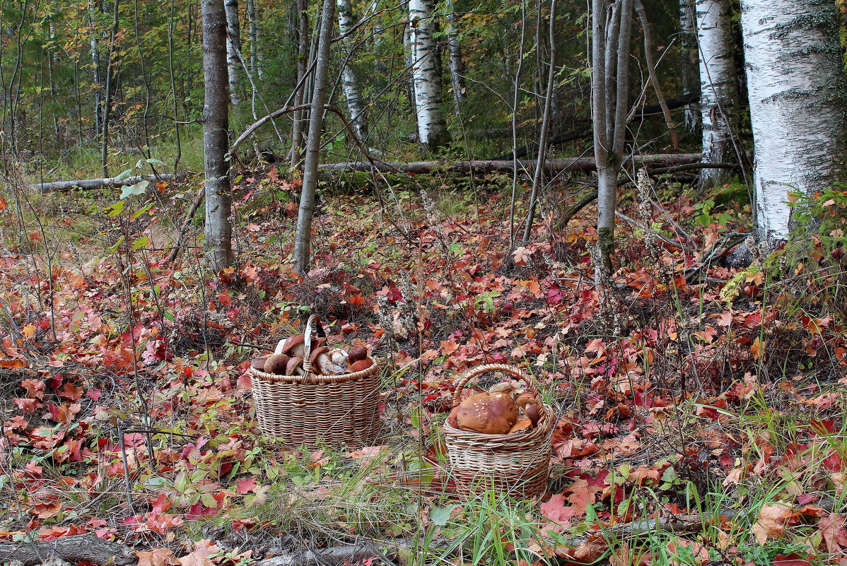 Про осень, грибы и радость - Татьяна Ломтева
