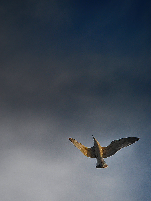 Свободная чайка парила над морем - Лена Арефьева