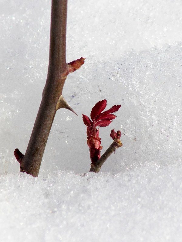 Живой росток розы в снегу - Marina K