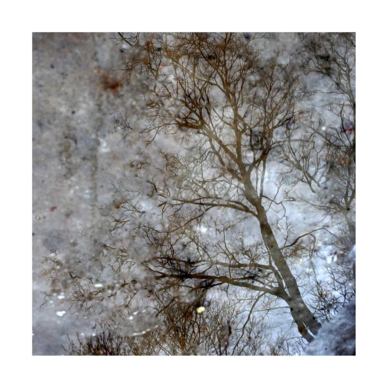 деревья-01 - наташа савельева 